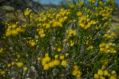 Acamptopappus sphaerocephalus