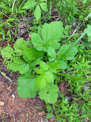Geum vernum