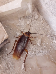 Periplaneta americana