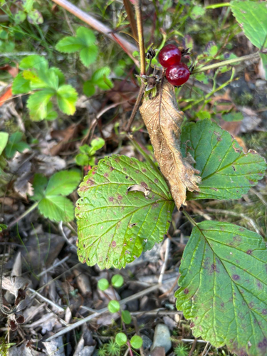 Stone Bramble