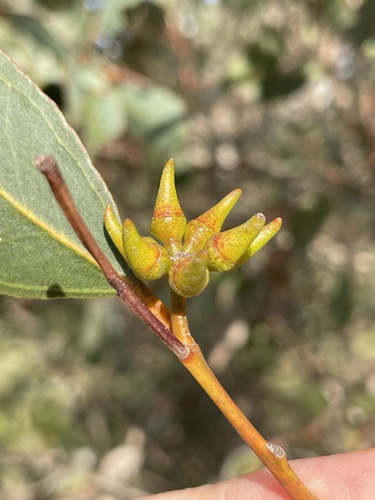 Eucalyptus decipiens observed 2026-08-16