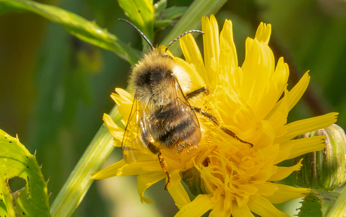 Shrill Carder-Bumble bee