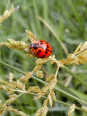 Coccinellidae