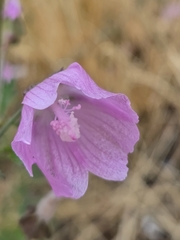 Malva tournefortiana