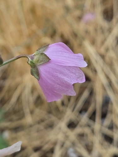 Malva tournefortiana, photograph 2