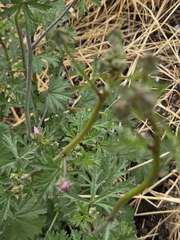 Malva tournefortiana, photograph (c) David Pereira, some rights reserved (CC BY)