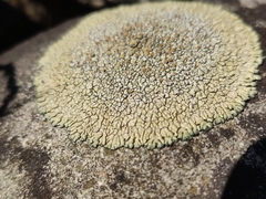 Dimelaena