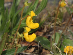 Calceolaria polyrhiza