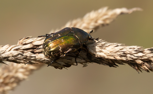Copper Chafer