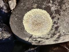 Dimelaena