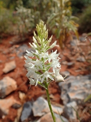 Anacamptis pyramidalis cerigensis