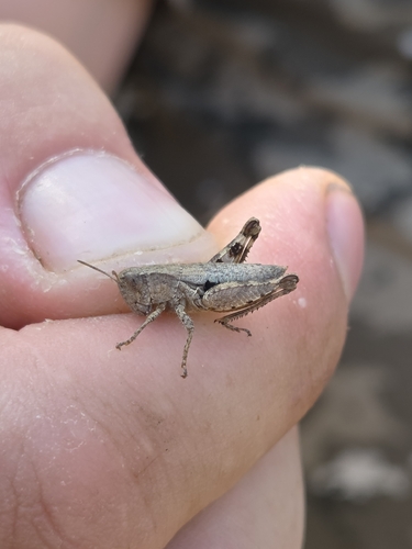 Common Maquis Grasshopper