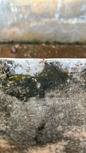 Asian Weaver Ant
