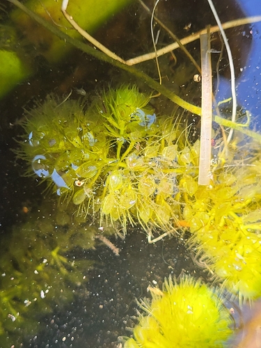 Waterwheel Plant