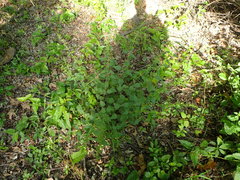 Urtica chamaedryoides