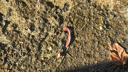 Rusty Millipede
