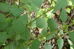 Urtica chamaedryoides