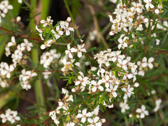 Zieria laevigata