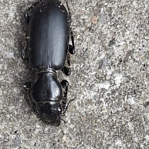 Broscus cephalotes