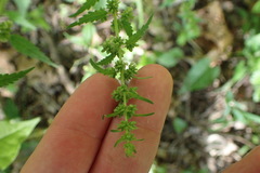 Urtica chamaedryoides