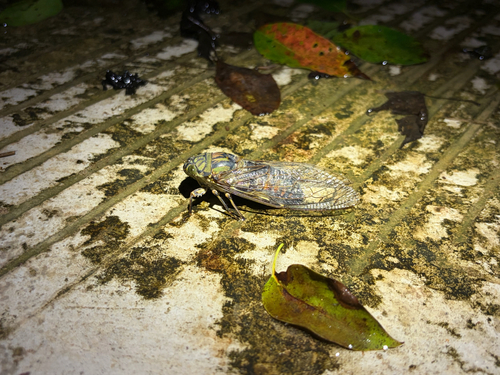 Macrosemia pieli