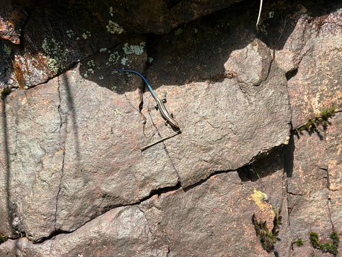 Shanghai Elegant Skink