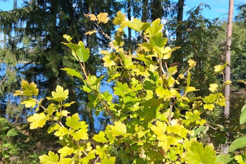 Mountain Currant