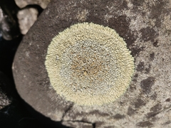 Dimelaena