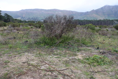 Searsia laevigata, photograph (c) Tony Rebelo, some rights reserved (CC BY-SA)