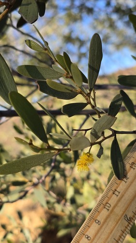 Acacia kempeana, photograph 2