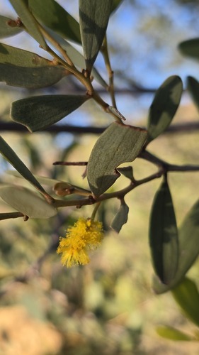 Acacia kempeana