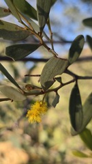 Acacia kempeana, photograph (c) Petra Holland, some rights reserved (CC BY)