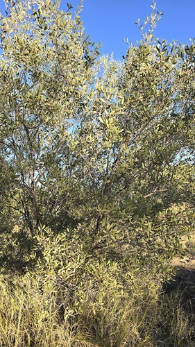 Acacia kempeana, photograph 4