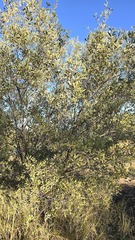 Acacia kempeana, photograph (c) Petra Holland, some rights reserved (CC BY)
