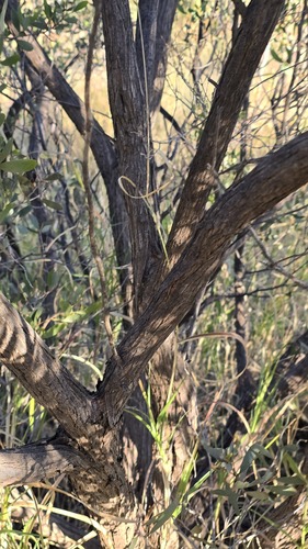 Acacia kempeana, photograph 3