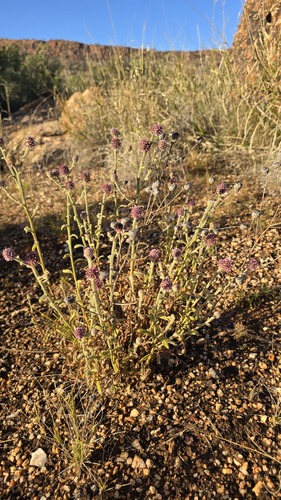 Pterocaulon sphacelatum, photograph 6