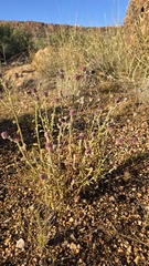Pterocaulon sphacelatum, photograph (c) Petra Holland, some rights reserved (CC BY)