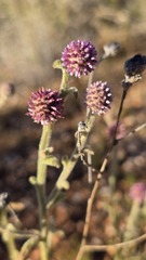 Pterocaulon sphacelatum, photograph (c) Petra Holland, some rights reserved (CC BY)