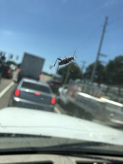 Neoclytus scutellaris