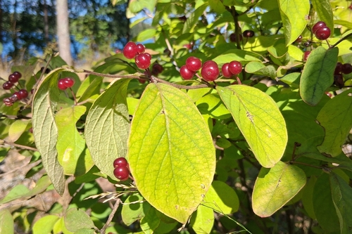 Fly Honeysuckle