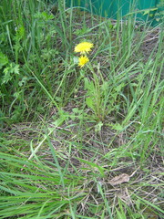Taraxacum officinale