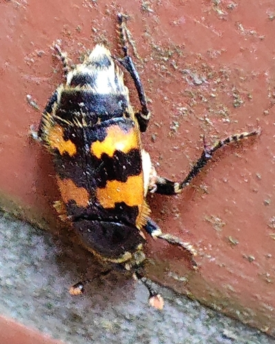 Vespillo Burying Beetle
