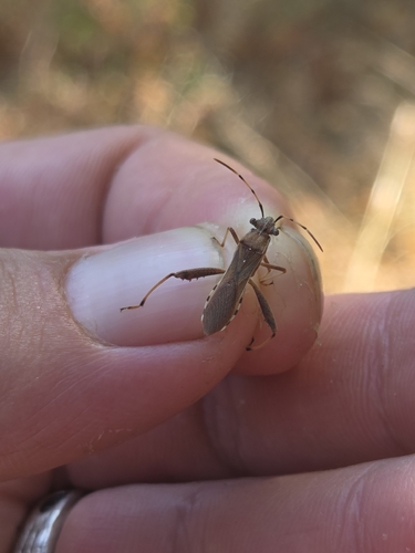 Camptopus lateralis