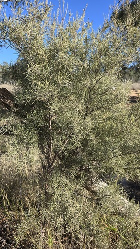 Melaleuca glomerata, photograph 4