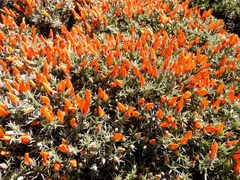 Anarthrophyllum desideratum