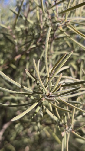 Melaleuca glomerata, photograph 2