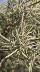 Melaleuca glomerata, photograph (c) Petra Holland, some rights reserved (CC BY)