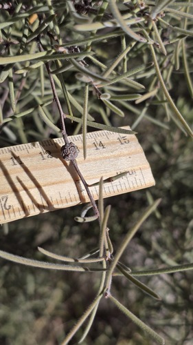 Melaleuca glomerata, photograph 3