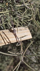 Melaleuca glomerata, photograph (c) Petra Holland, some rights reserved (CC BY)