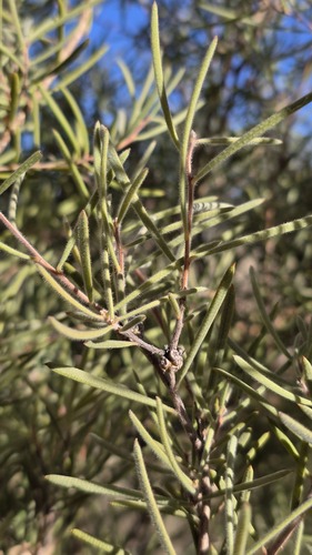 Melaleuca glomerata, 2026-08-26